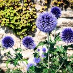 Ježibaba modrá (Echinops bannaticus) ´BLUE GLOW´ - kont. P9